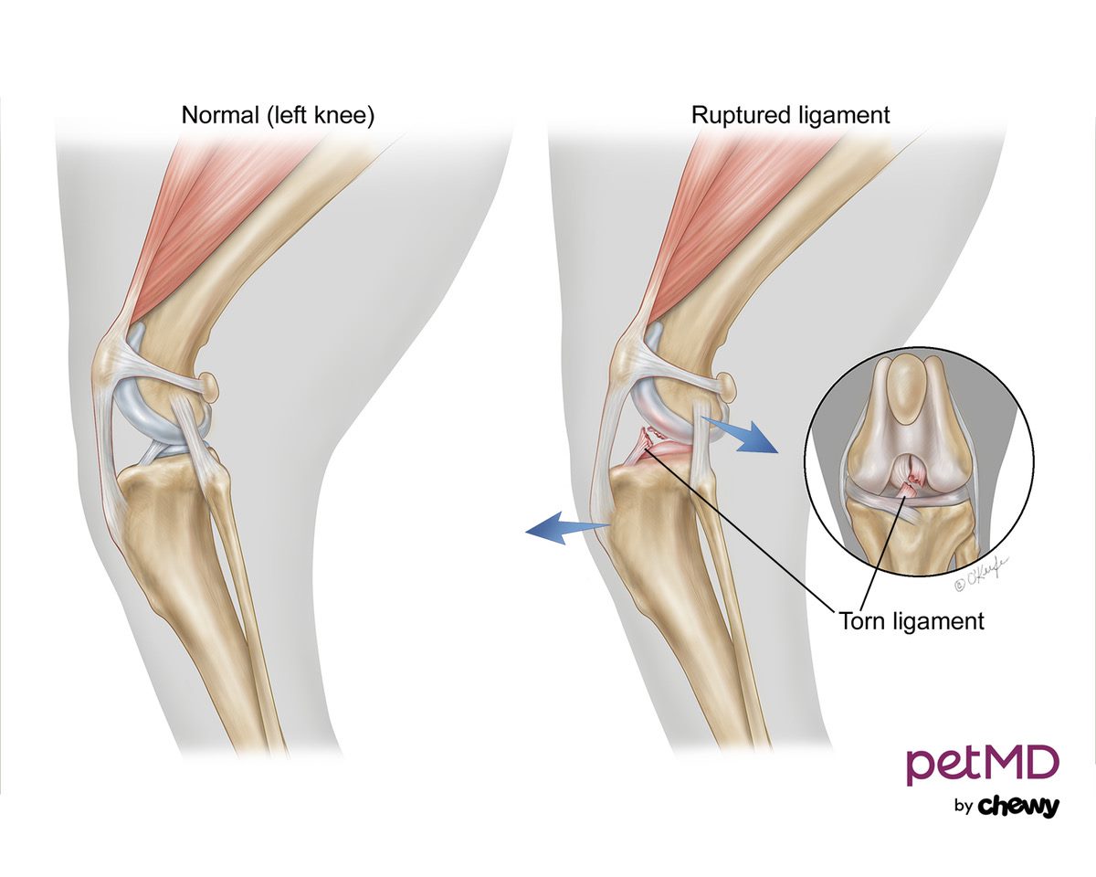 Dog torn acl store treatment